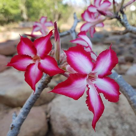 Bona Intaba Game Lodge Hoedspruit Zewnętrze zdjęcie