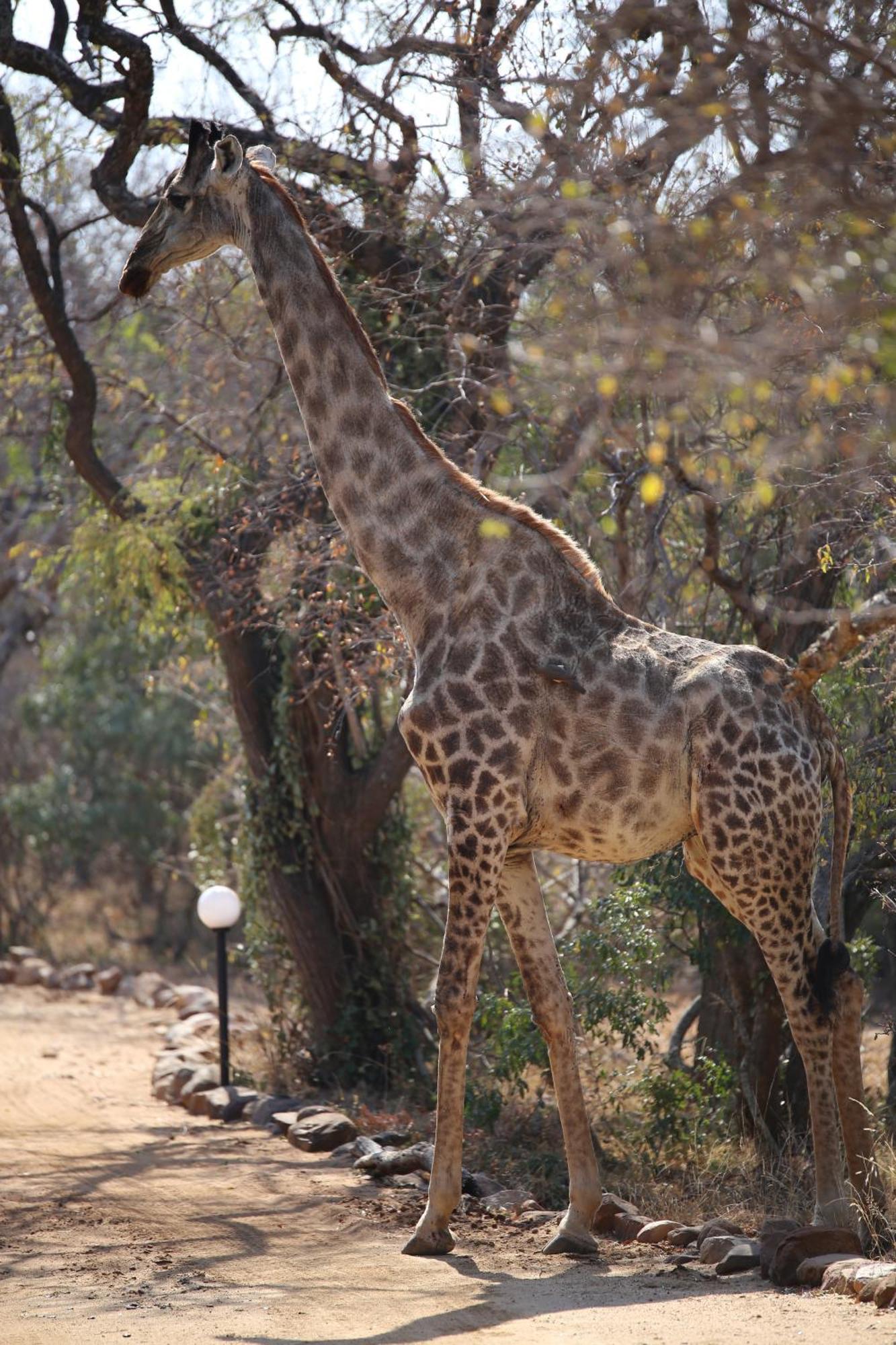 Bona Intaba Game Lodge Hoedspruit Zewnętrze zdjęcie