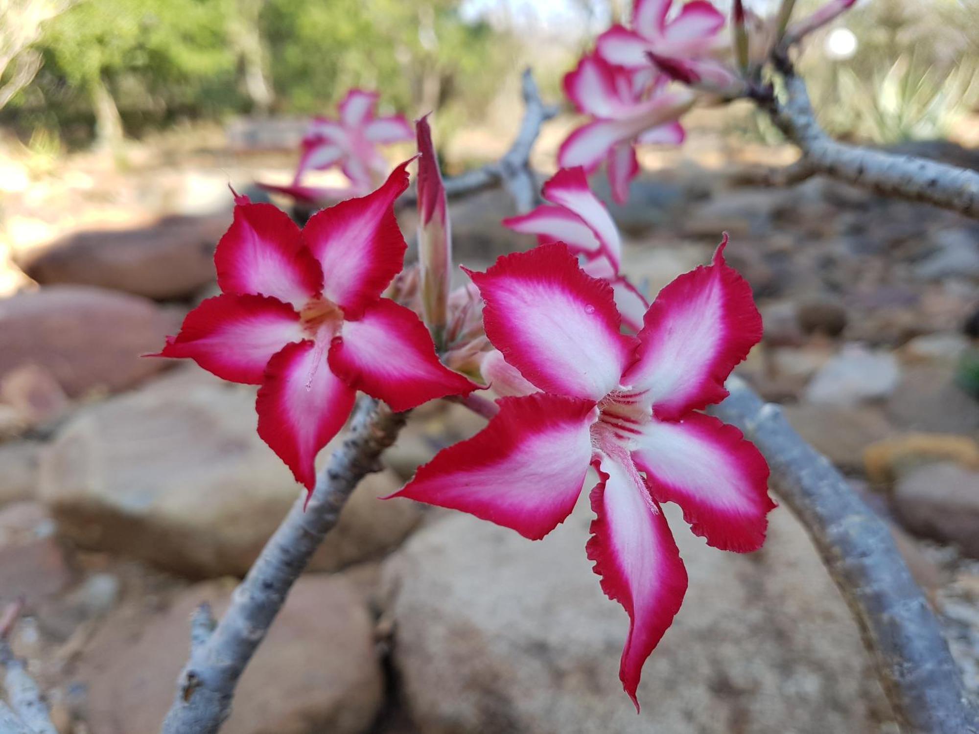 Bona Intaba Game Lodge Hoedspruit Zewnętrze zdjęcie