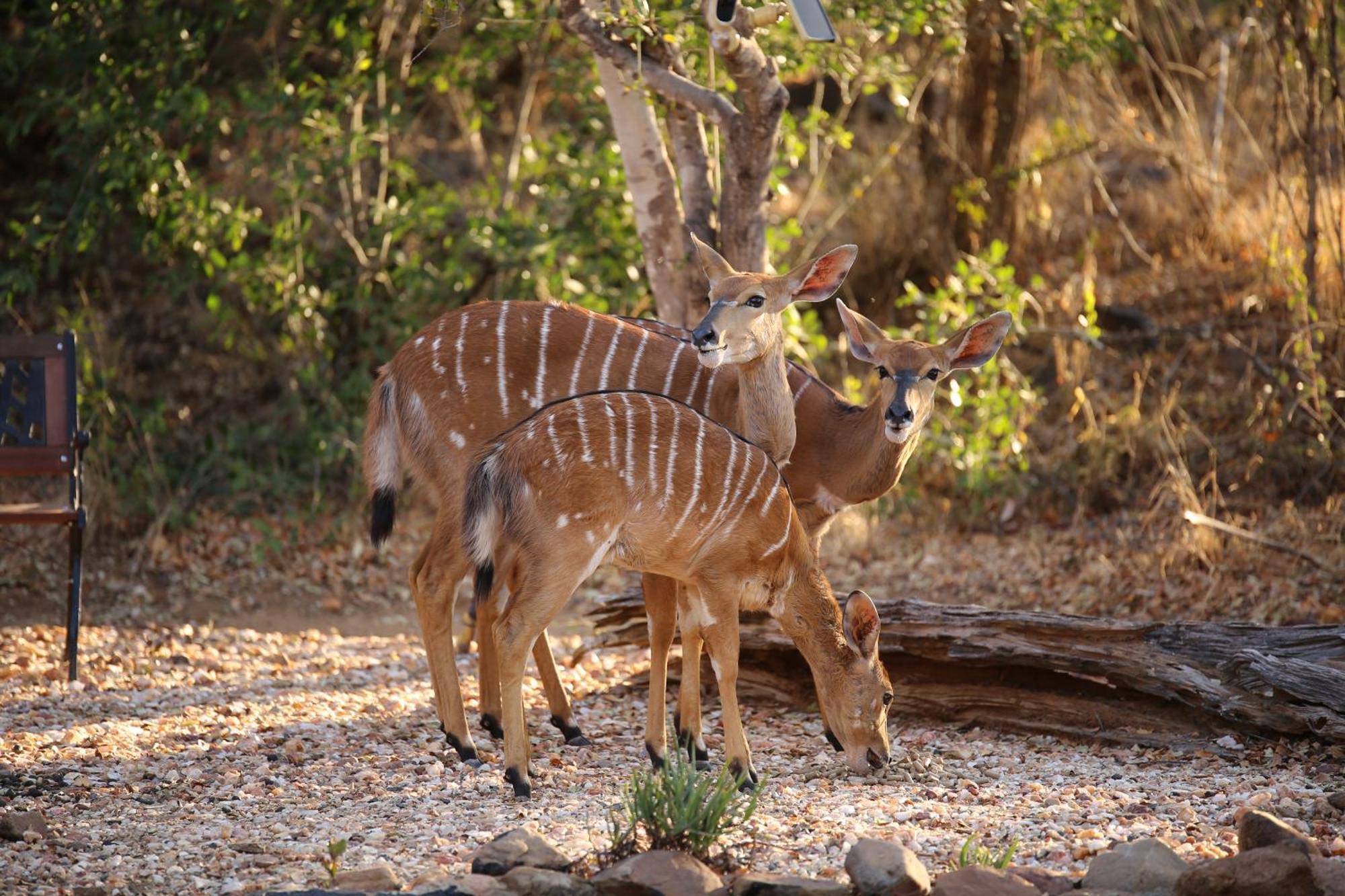 Bona Intaba Game Lodge Hoedspruit Zewnętrze zdjęcie