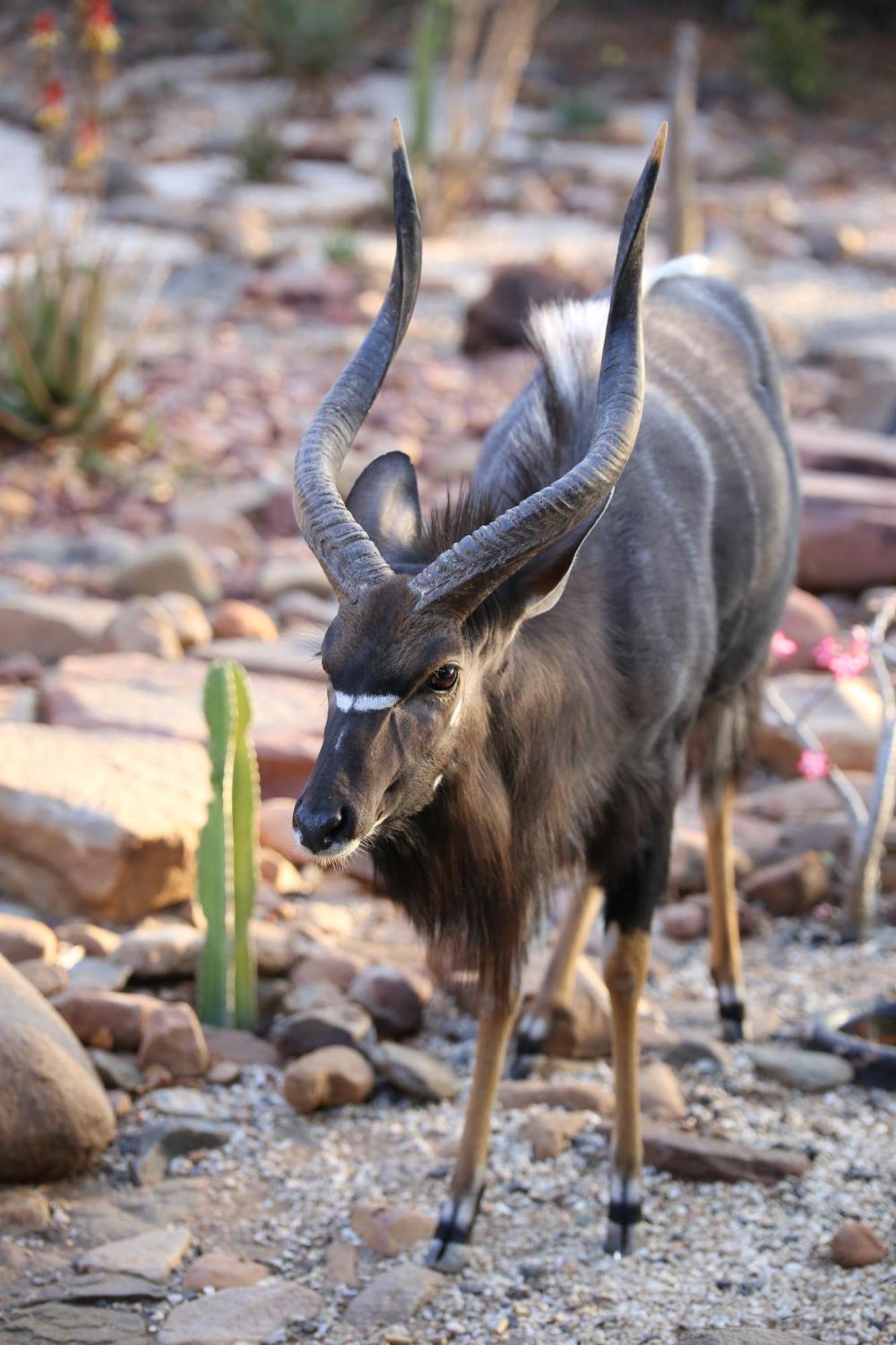 Bona Intaba Game Lodge Hoedspruit Zewnętrze zdjęcie