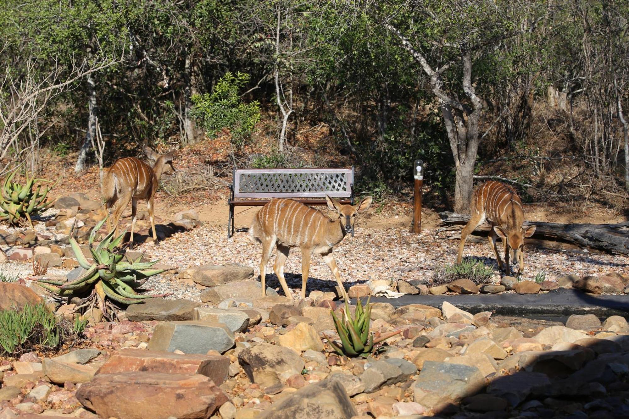 Bona Intaba Game Lodge Hoedspruit Zewnętrze zdjęcie